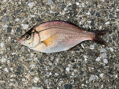 ウミタナゴの釣果