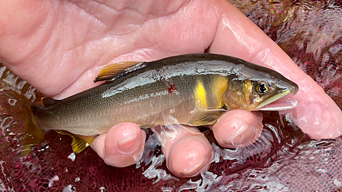 アユの釣果