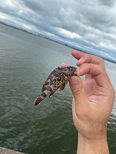 タケノコメバルの釣果