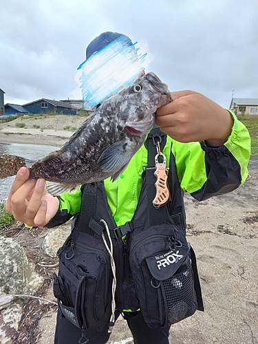 クロソイの釣果