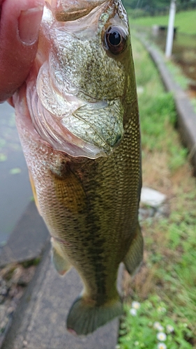 ラージマウスバスの釣果