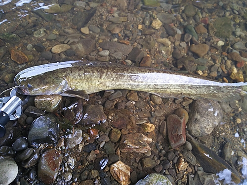 マナマズの釣果