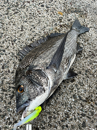 チヌの釣果