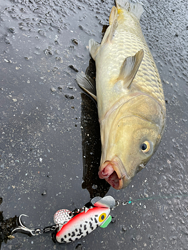 コイの釣果