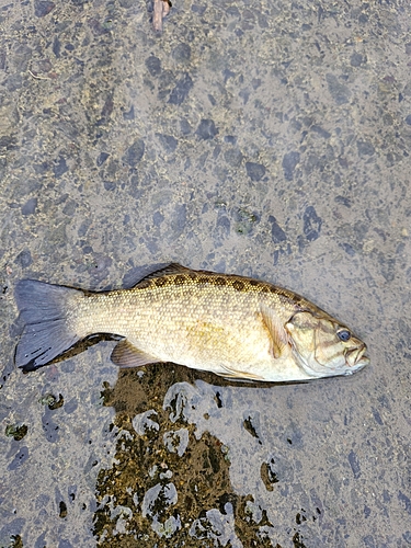 スモールマウスバスの釣果