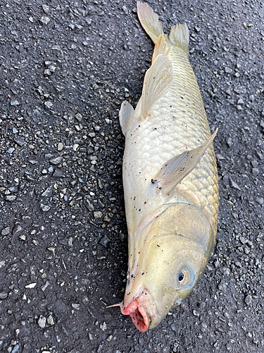 コイの釣果