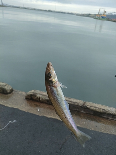 キスの釣果