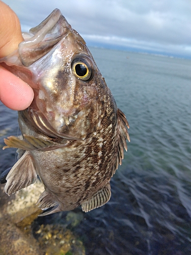 クロソイの釣果