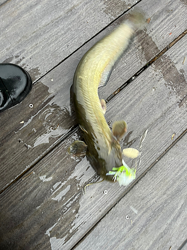 ナマズの釣果