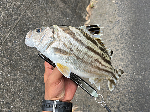 コトヒキの釣果