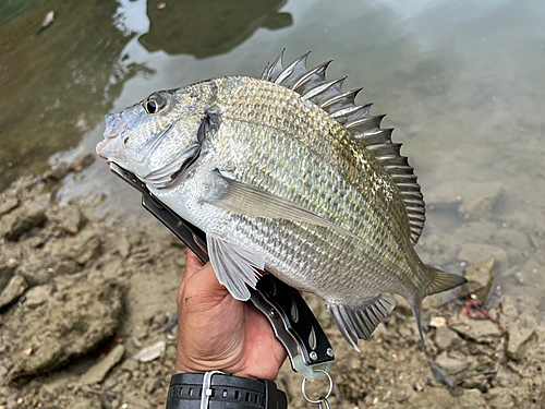 ミナミクロダイの釣果