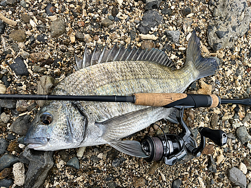 ミナミクロダイの釣果