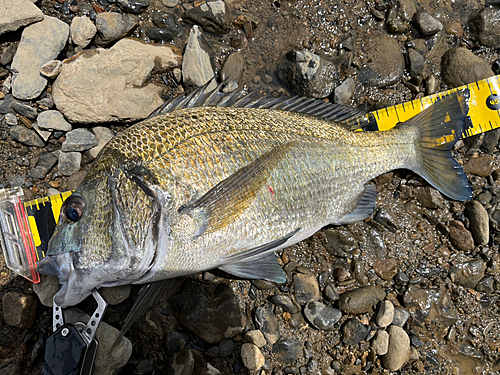 ミナミクロダイの釣果