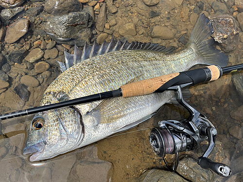 ミナミクロダイの釣果