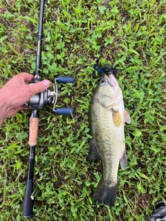 ブラックバスの釣果