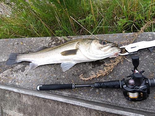 セイゴ（マルスズキ）の釣果