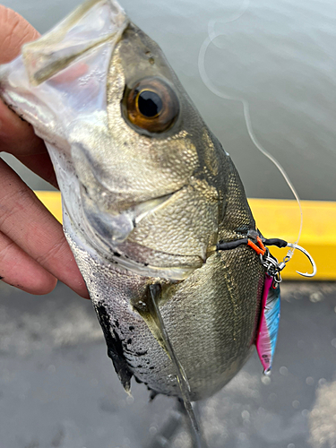 セイゴ（マルスズキ）の釣果