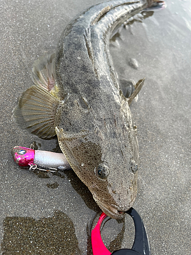 マゴチの釣果