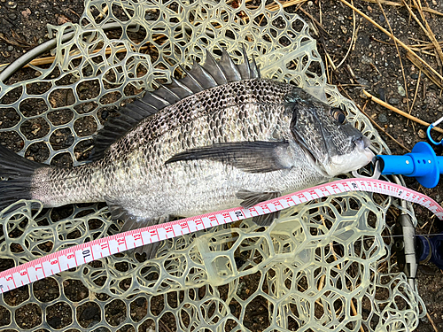 クロダイの釣果