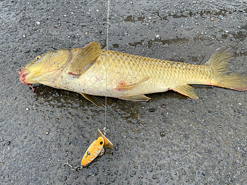 コイの釣果