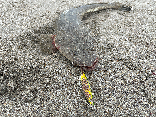 マゴチの釣果