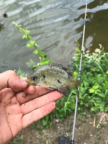 ブルーギルの釣果