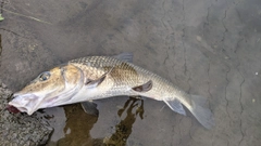 ニゴイの釣果