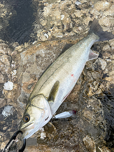 シーバスの釣果