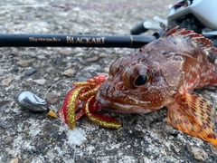 アラカブの釣果