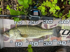 ラージマウスバスの釣果