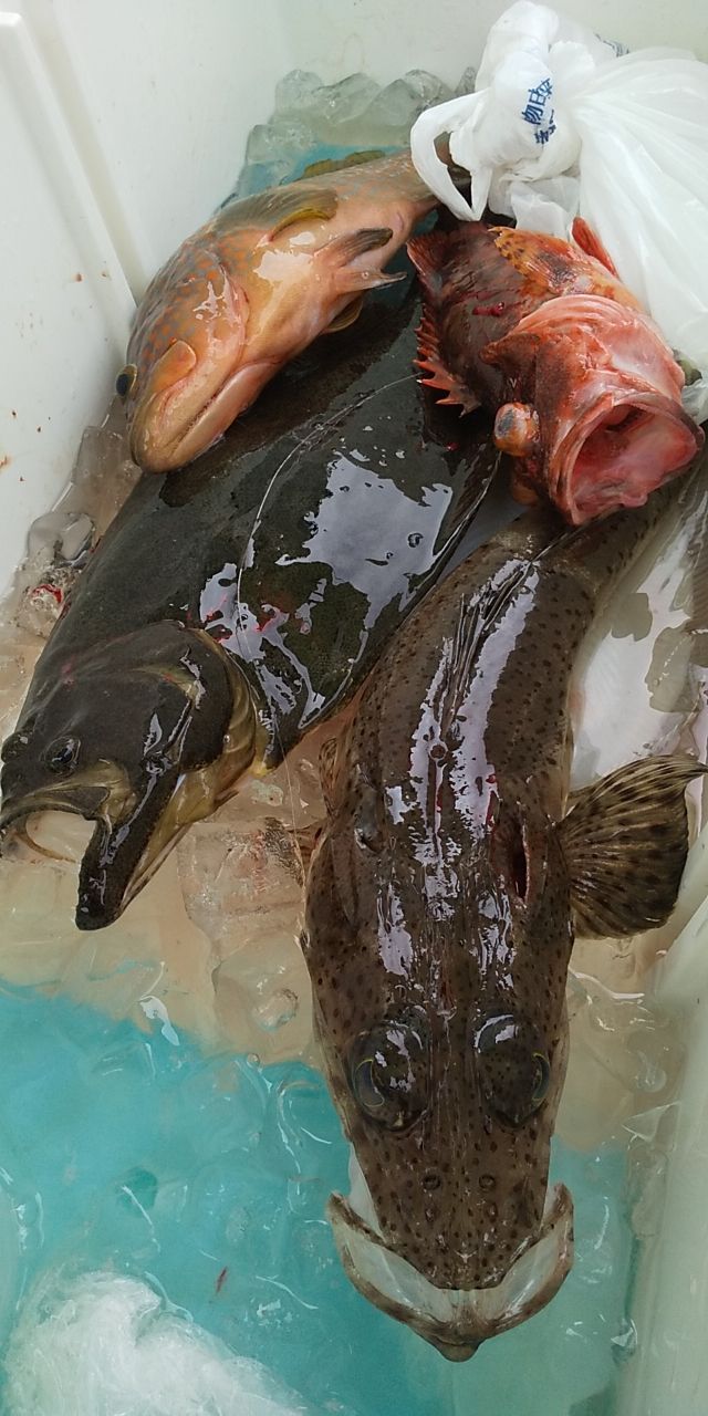 Fishing Junkie 50さんの釣果 1枚目の画像