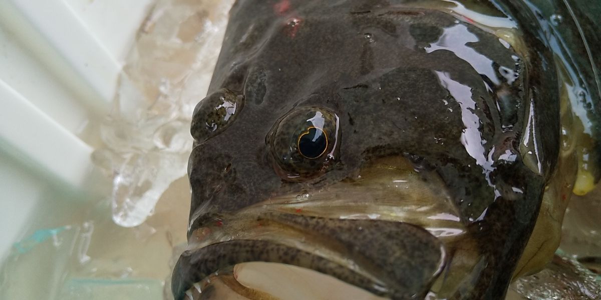 Fishing Junkie 50さんの釣果 3枚目の画像