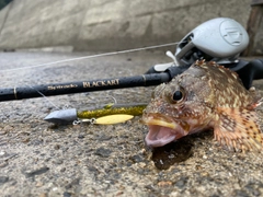 オオモンハタの釣果