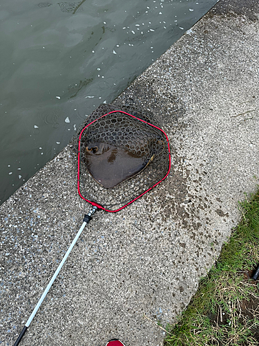 アカエイの釣果