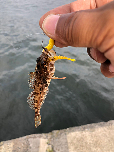 ハゼの釣果