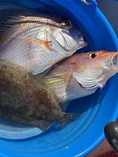 イトヨリダイの釣果