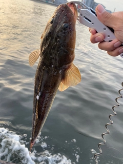 マゴチの釣果