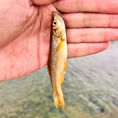 アブラハヤの釣果