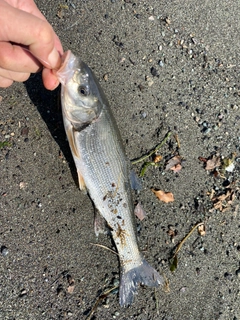 ウグイの釣果