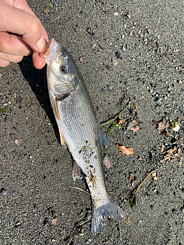 ウグイの釣果