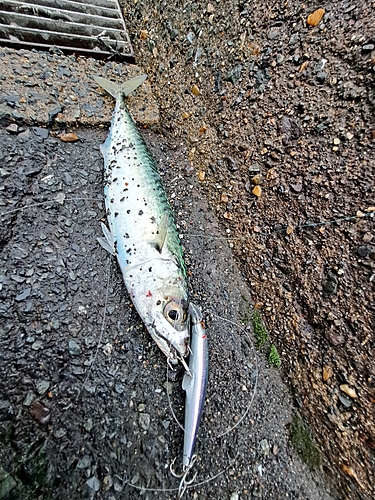 アコウの釣果