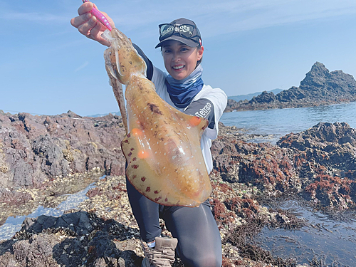 アオリイカの釣果