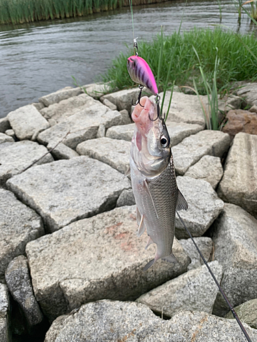 ニゴイの釣果