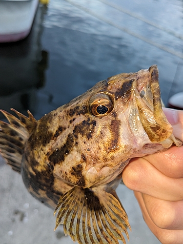 ベッコウゾイの釣果