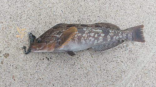 アイナメの釣果