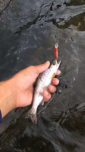 アマゴの釣果