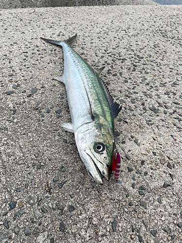 サゴシの釣果