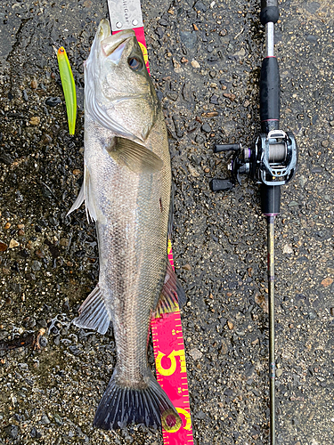 シーバスの釣果