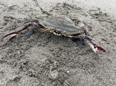 ワタリガニの釣果