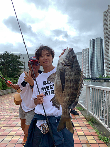 クロダイの釣果